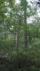 Quercus phellos