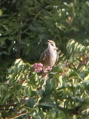 Pycnonotus zeylanicus