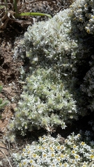 Helichrysum caespititium
