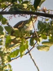 Pycnonotus zeylanicus