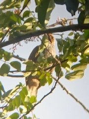 Pycnonotus zeylanicus