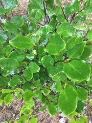 Griselinia littoralis