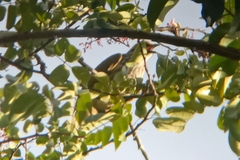 Pycnonotus zeylanicus