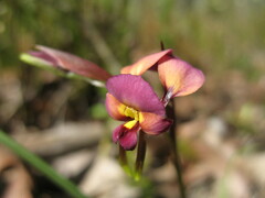Diuris longifolia