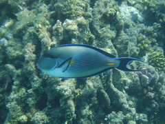 Acanthurus sohal