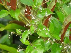 Paederia foetida