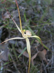 Caladenia polychroma