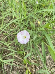 Convolvulus