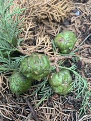 Cupressus