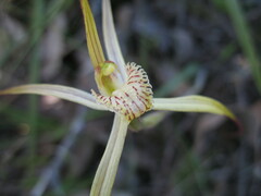 Caladenia polychroma