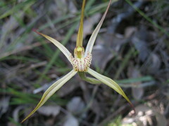 Caladenia polychroma