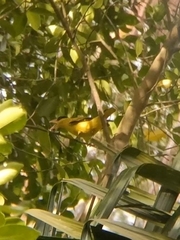 Oriolus chinensis
