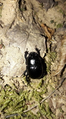 Anoplotrupes