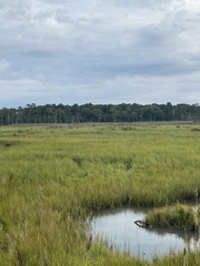 Sporobolus alterniflorus