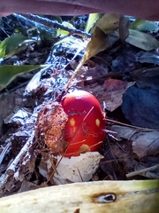 Amanita jacksonii