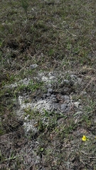 Helichrysum caespititium