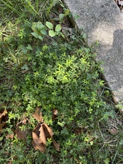Lotus corniculatus