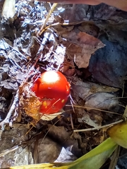 Amanita jacksonii