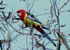 Platycercus eximius