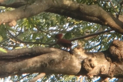 Chrysophlegma miniaceum