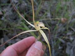 Caladenia polychroma