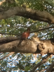 Chrysophlegma miniaceum