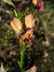 Diuris longifolia