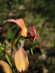 Diuris longifolia