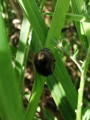 Chrysomelidae