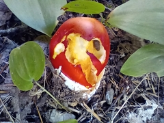 Amanita jacksonii