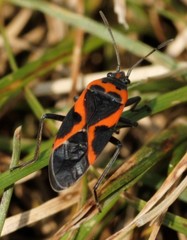 Lygaeus kalmii angustomarginatus