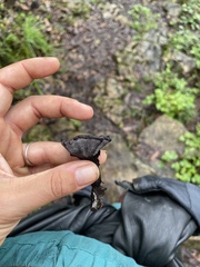 Phellodon niger