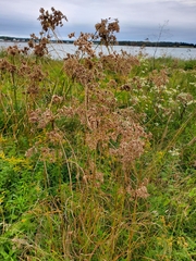 Scirpus cyperinus