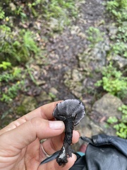 Phellodon niger