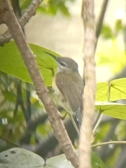 Leptocoma calcostetha