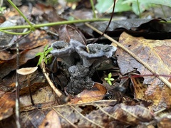 Phellodon niger