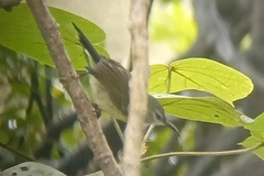 Leptocoma calcostetha