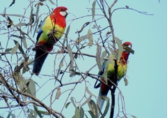 Platycercus eximius