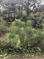 Equisetum telmateia telmateia