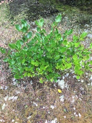 Griselinia littoralis