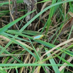 Cicadella viridis