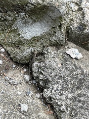 Podarcis muralis muralis