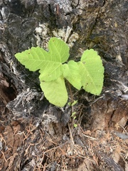 Ficus