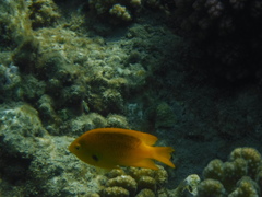 Pomacentrus sulfureus