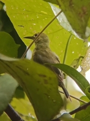 Anthreptes malacensis