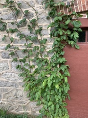 Parthenocissus