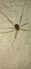 Opilio saxatilis