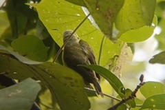 Anthreptes malacensis