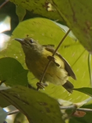 Anthreptes malacensis