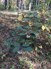 Cornus alba